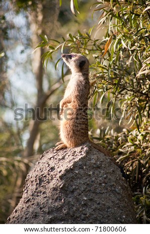 Meerkat or suricate (Suricata suricatta), a small mammal, is a member of the mongoose family.