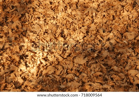 Dry sycamore leaves on the floor. Autumn concept idea background photo.