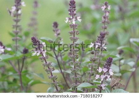 Basil flowers, close up picture. Basil flowers are perfectly edible, when sprinkled over a salad, basil flowers impart a mild basil flavor and add a decorative touch.