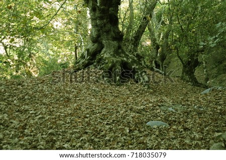 Sycamore tree and dry leaves in forest