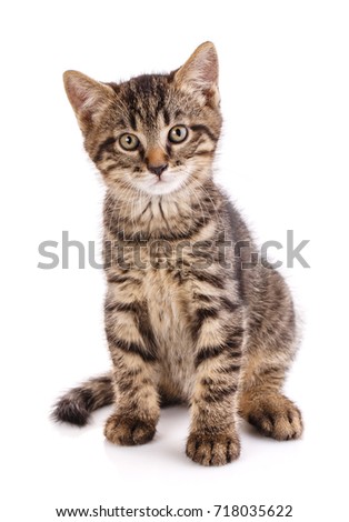 Cat is isolated on white. Striped cat sits. A picture for a calendar or a cat food.