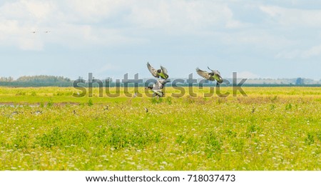 Geese flying over nature in sunlight in summer