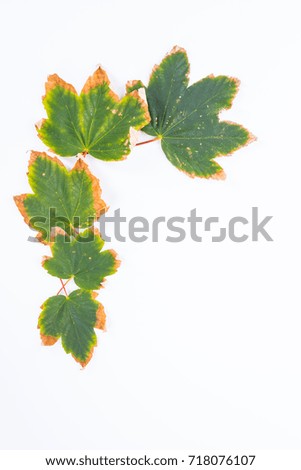 Autumn withering yellow leaves isolated on white background