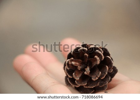 A pine cone in my hand blurred background