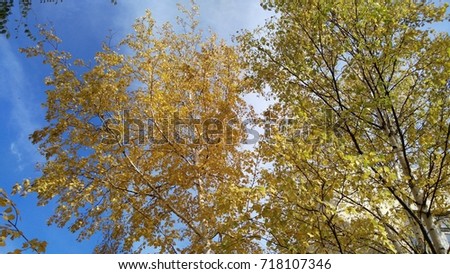 Crowns and birch branches with golden and yellow autumn leaves against the blue sky, background, wallpaper