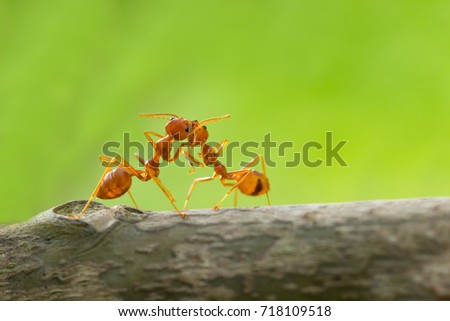 Red Ant action standing.Kiss couple love