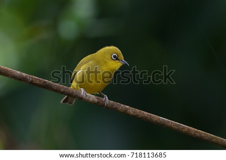 Colorful cute bird ( Oriental White-eye) standing on the branch and clear background 