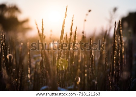 Close-up flower grass field and sunset background in the evening