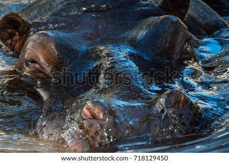 Hippopotamus portrait