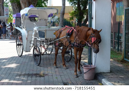 A modern chariot attached to a adult brown horse at Malacca Malaysia. Both horse eyes is covered to relax the horse in the afternoon.