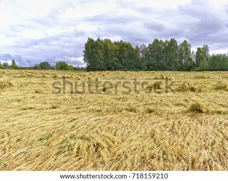 Yield of oats lost due the heavy rain. Crops fallen down. Royalty-Free Stock Photo #718159210