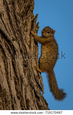 Squirrel playing on tree branches against blue sky