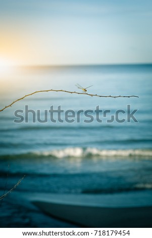 dragonfly on tree branch with sea and blue sky background,instagram  color tone
