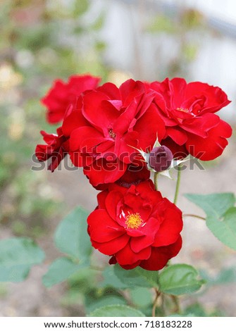 bush of a red rose in a garden in the summer