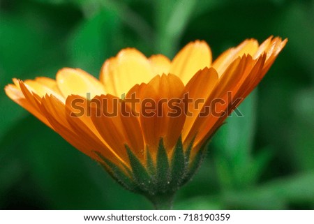 Beautiful marigold is growing on a green meadow. Live nature.