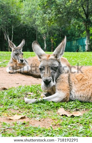 Portrait kangaroos laying on the lawn