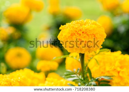 marigold flowers in the garden.