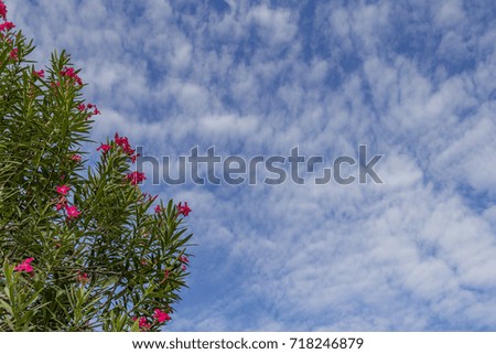Red flowers on the backdrop of the sky leave empty space. / Red flower on a blue sky background.
