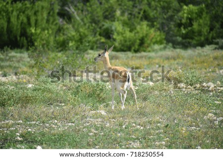 Black Buck Doe Antelope