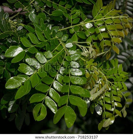 Green shiny leaves Royalty-Free Stock Photo #718253137