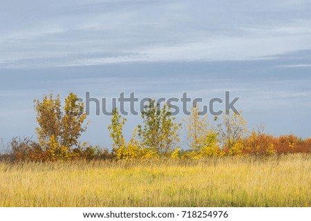 natural landscapes. Autumn landscape. Suburbs of the city, bright red yellow trees, bushes, old yellow black grass