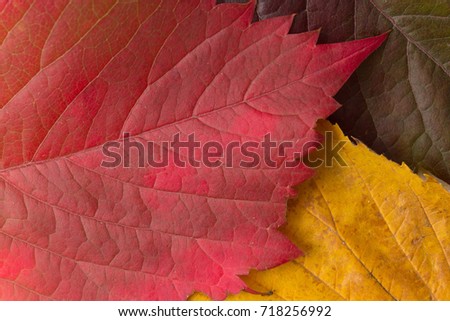 Background of autumn leaves. Natural textural surface. Autumn mood.