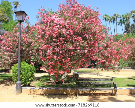 Jardines de Murillo in Seville summer Park scene. Beautiful bush pink leaves with empty bench and street lantern, palm trees, clear blue sky background. Outdoor decoration in famous spanish attraction