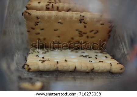  ants in a plastic bag with cookies eating Royalty-Free Stock Photo #718275058