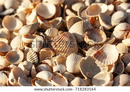 a lot of small shells in one place, broken and whole