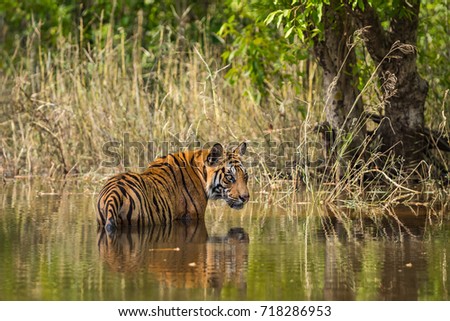 Male cub of Rajbhera Tigress, Bandhavgarh National Park, India	