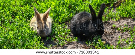 black and red little funny rabbit with long ears