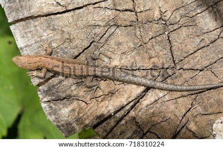 Lizard Lacerta agilis lies on a cracked wooden stump, animal background