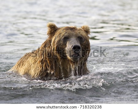 Brown bear in water. Closeup portrait