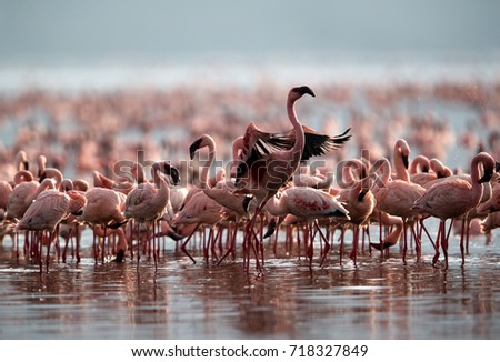 A flock of Lesser Flamingos, Bogoria lake, kenya Royalty-Free Stock Photo #718327849