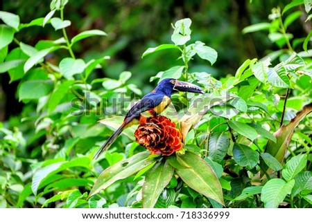Toucan bird Costa Rica