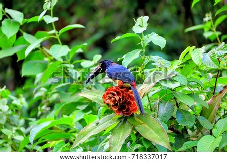 Toucan bird Costa Rica