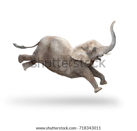 African elephant - Loxodonta africana female running and jumping.  Animals isolated on white background.