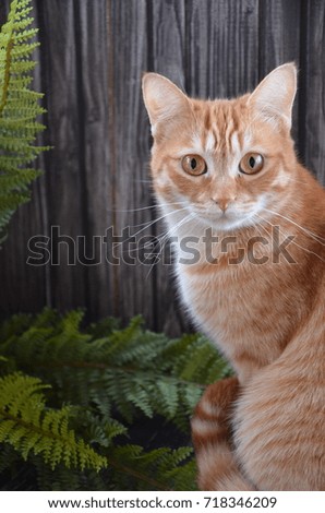 red cat with dark wood background