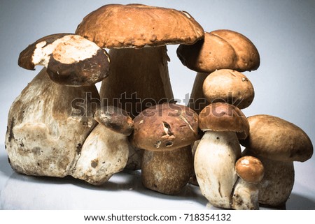 fresh healthy happy family of mushrooms cep porcini boletus edulis isolated and highlighted on grey background with copy space graphic design pack shot 