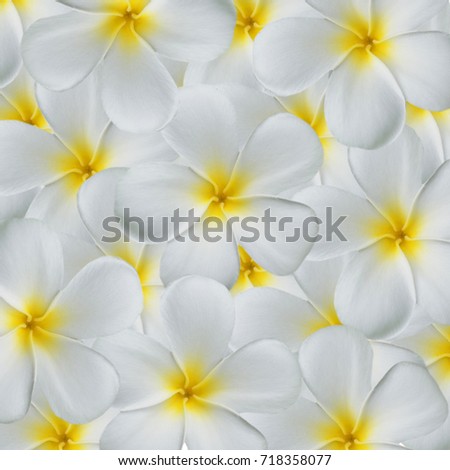 Colorful Plumeria flowers background