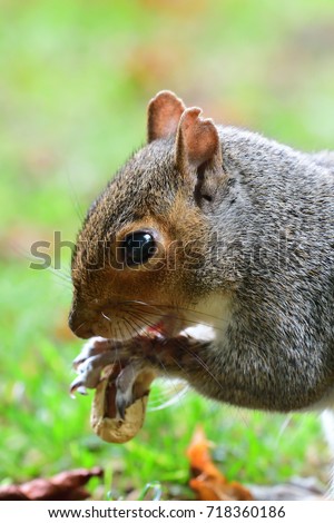 close up head shot of a grey squirrel eating a nut