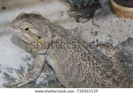Beautiful big reptile Agama bearded Pogona vitticeps 