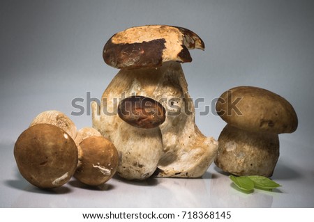 fresh healthy happy family of mushrooms cep porcini boletus edulis with basil herb, garlic  isolated and highlighted on grey background with copy space graphic design pack shot 
