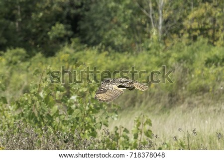 A Great Horned Owl in flight