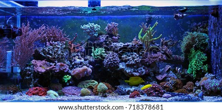 Reef tank Royalty-Free Stock Photo #718378681
