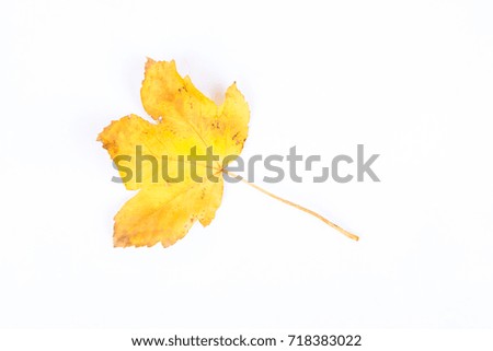 Single autumn withering maple leave isolated on white background