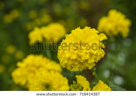 Marigold flower ,Yellow flower