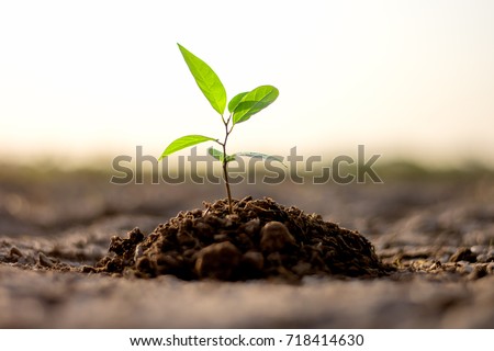Seedlings are growing from arid soil with morning sun is shining, concept of global warming. Royalty-Free Stock Photo #718414630