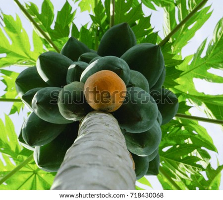 Papaya tree Fruit