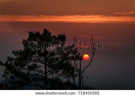 Trees on sunset,Dark forest and trees under a orange sky with  sunset.
